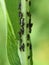Black aphid infestation on a plant stem