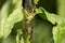 Black aphids attacking plant