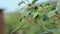 Black aphids colony and fly on stem and cherry tree leaves