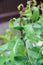 Black aphids colony on stem and almond leaves