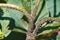 Black aphids crawl along the stem of a hollyhock