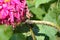 Black aphids crawl along the stem of a hollyhock