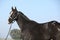 Black appaloosa mare with western halter