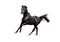 Black arab horse isolated on white