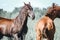 A black arab stallion and a chestnut stallion in a fiels; beautiful flowing manes