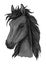 Black arabian horse head sketch