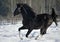 Black Arabian Stallion