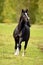 Black Arabian Stallion Horse running, frontal view.