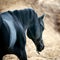black arabian stallion portrait closeup against desert background