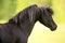 Black Arabian Stallion portrait, profile close up alert