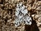 Black Arches Moth