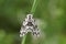 A Black Arches Moth, Lymantria monacha, resting on a blade of grass.