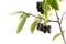 Black Aronia berries