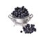 Black aronia chokeberry isolated