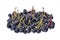 Black aronia chokeberry isolated