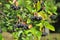 Black ashberry (Aronia melanocarpa)