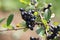 Black ashberry (Aronia melanocarpa)