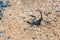 Black Asian forest scorpion