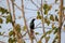 A black Asian Glossy Starling with red eyes perched high up on a tree