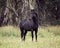 Black Australian Brumby Stallion