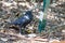 Black Australian Raven drinking water from garden tap.