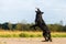 Black Australian Shepherd - Harzer Fuchs hybrid jumping for a ball