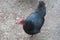 Black Australorp