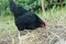 Black australorp chicken