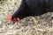 Black Australorp chicken (close up)
