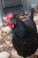 Black Australorp chicken. Hen in a San Diego, CA backyard chicken flock.