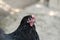 Black australorp hen