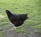 A Black Australorp hen walking along eating in a field