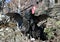 Black Australorp Rooster Flapping wings