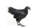 Black Ayam Cemani Chicken isolated on white