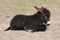 Black baby burro donkey lying on the ground. Sunny day.