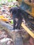 A black baby dog with white paws