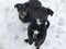 Black baby dogs on snow