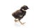 Black baby pheasant isolated on white