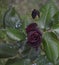 Black Baccara Rose in the green garden