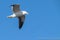 Black-back gull in flight overhead