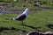 Black back Gull standing on grass