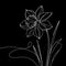 On a black backdrop, there is a solitary white daffodil showcasing an elongated, trumpet-shaped blossom with five petals.