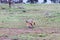 Black-backed East African jackal Canis mesomelas schmidti