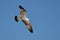 Black-backed first year gull practicing flying