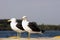 Black backed gull couple