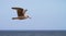 Black backed Gull fliying over the sea