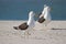 Black backed gulls sit and wait on sand bank