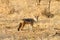 A black backed jackal