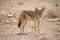 Black backed jackal