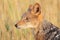 Black Backed Jackal